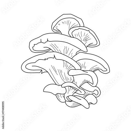 Oyster mushroom Minimalist mushroom line art illustration