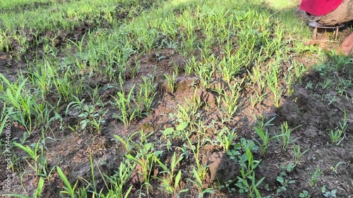 Fresh green seedlings thrive in organized garden rows demonstrating successful organic farming and sustainable food production.