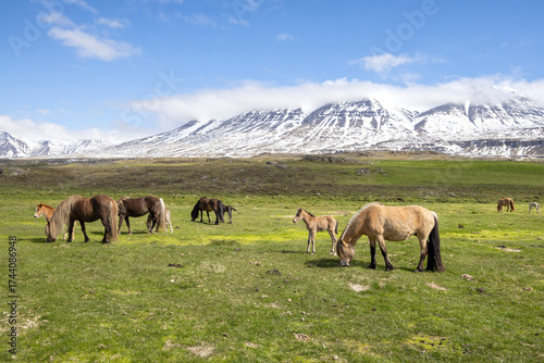 a herd of grazing Icelandic horses in the green meadow with snow covered mountains on a sunny day, Iceland