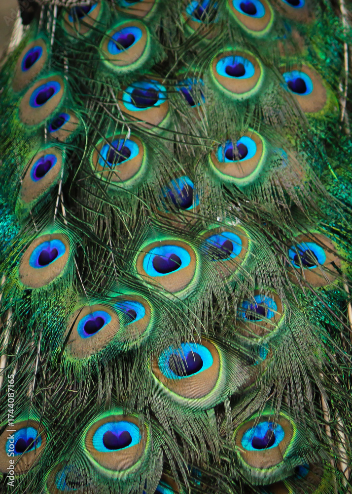 Obraz premium Peacock feather background