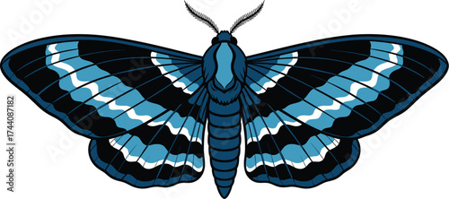 Blue and black moth vector illustration insect drawing image
