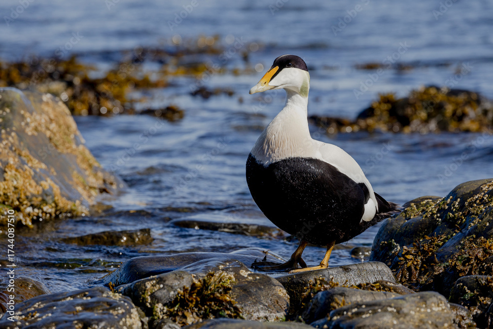 Fototapeta premium portrait of an adult male common eider duck on the rocky beach