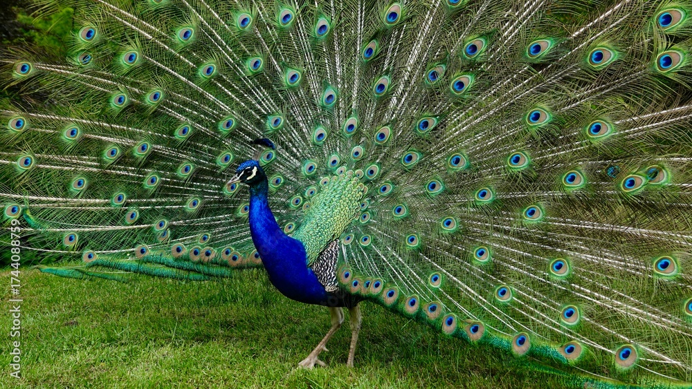 Fototapeta premium Pfau, männliches Tier in der Balz