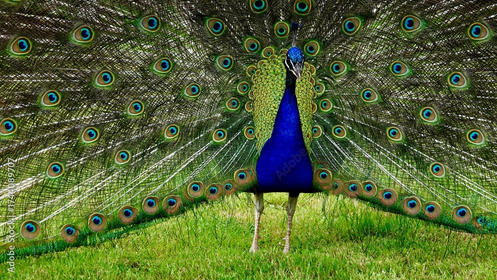 Obraz premium Pfau, männliches Tier in der Balz