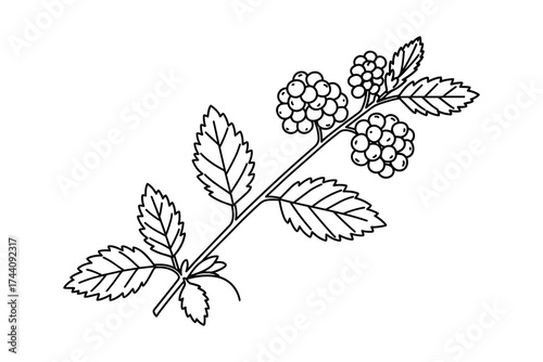 Blackberry branch outline botanical drawing