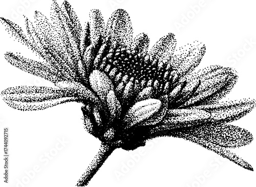 Intricate dotwork stipple illustration of a chrysanthemum for art and design