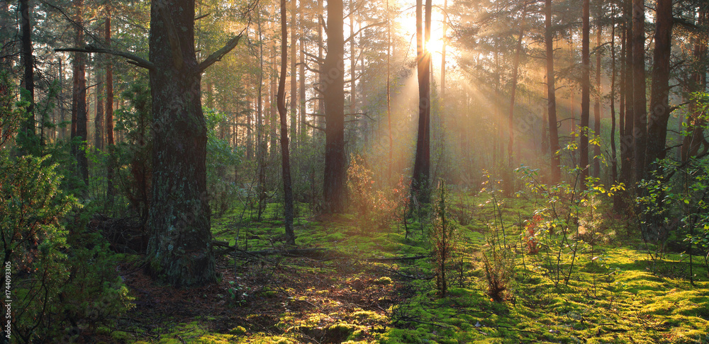Fototapeta premium Sunlit Forest Scene | Morning Light Filtering Through Trees