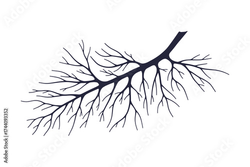 Branching Tree or Plant Silhouette