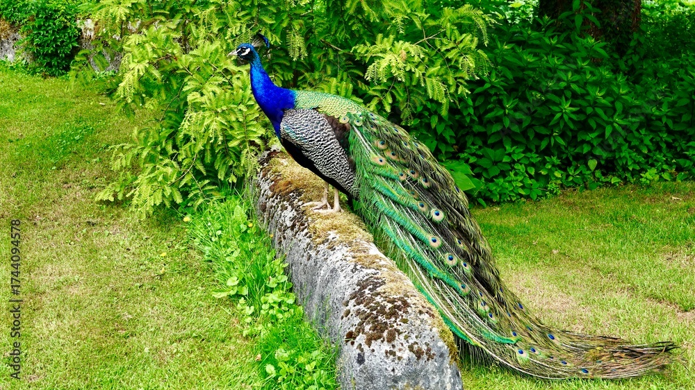Obraz premium Pfau, männliches Tier in der Balz