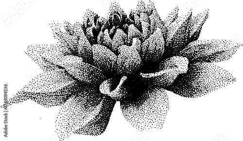 Detailed stipple illustration of dahlia flower with intricate dotwork pattern for art and design