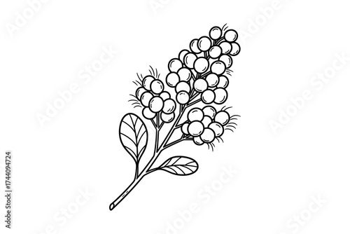 Callicarpa branch outline botanical drawing