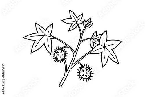 Castor bean plant branch with fruits outline