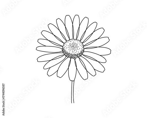 Chamomile Flower Line Art