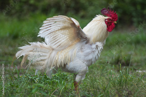 Foto White rooster spreading wings energetically with a green natural background in bright sunlight