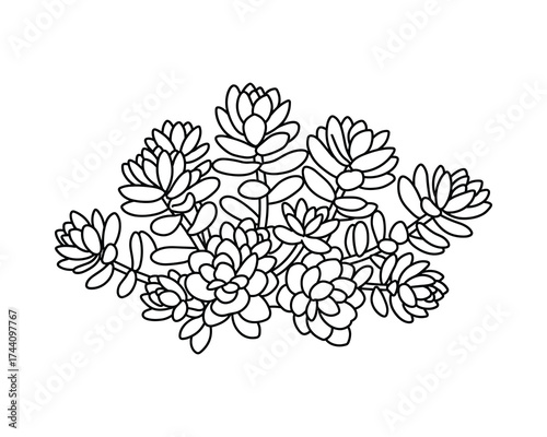 Cluster of succulents line art