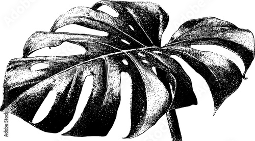 Detailed monstera leaf dotwork stippling design for botanical art