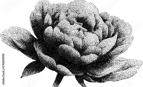 Intricate dotwork stippling illustration of a peony flower for artistic design