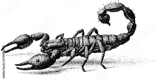 Detailed dotwork stippling illustration of a scorpion for artistic design