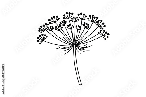 Dill Plant Umbel Outline