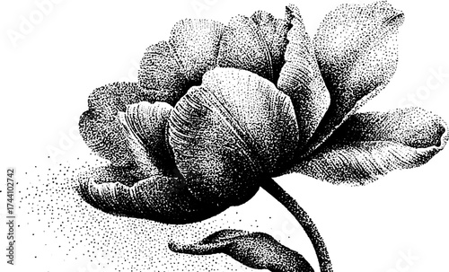 Elegant tulip in bloom: detailed dotwork stipple illustration for art and design