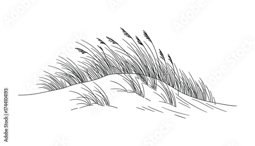 Dune Grass Line Art Illustration
