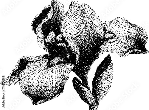 Intricate dotwork stippling of iris flower in detailed black and white design
