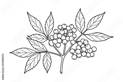 Elderberry branch with berries and leaves