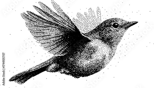 Detailed dotwork illustration of a bird in flight featuring stipple art techniques