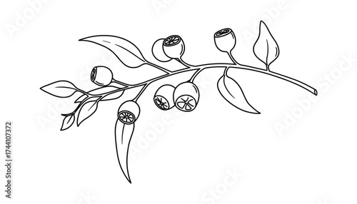 Eucalyptus branch with gum nuts outline