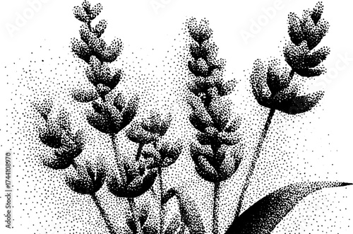 Intricate dotwork depiction of lavender sprigs for botanical art and decor