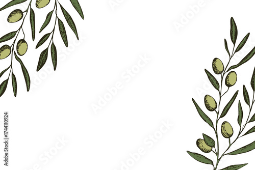 Botanic background with olive branch sketch. Ink hand drawn olives set. Botanic plant vector illustration. A sprig of an olive tree with leaves. Food concept. Wallpaper with greenery olive tree.