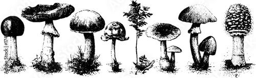 Intricate dotwork stipple illustration featuring a collection of wild forest mushrooms