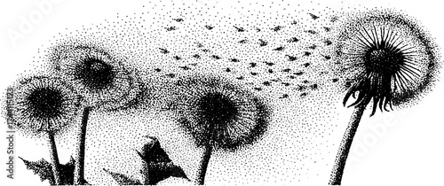 Intricate dotwork illustration of dandelions in bloom with stippling effect for botanical art design