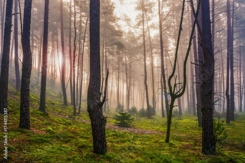 Fototapeta Naklejka Na Ścianę i Meble -  Mglisty poranek w lesie na Mazurach.