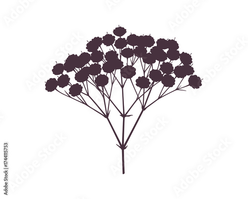 Gypsophila Paniculata Silhouette Dark Purple