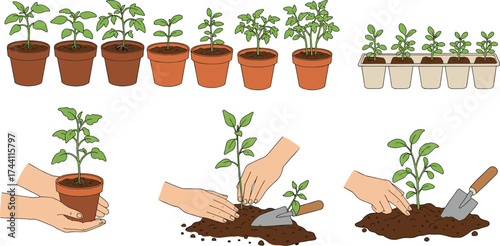 Plant transplanting illustration set, seedling care, gardening steps, hand-drawn vector, white background, agriculture concept, soil preparation, plant growth