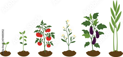 Plant growth illustration set, seedling to mature plant, tomato, eggplant, flowering vegetable, hand-drawn vector, white background, agriculture, garden concept