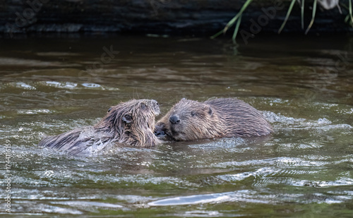 Beavers wrestling in a river