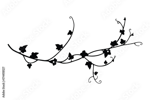 Ivy vine plant silhouette on white background