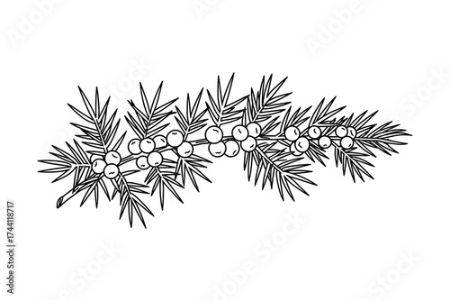 Juniper berries branch outline drawing
