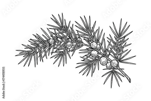 Juniper Branch with Berries Outline Drawing
