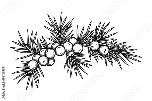 Juniper Berries Twig Sketch