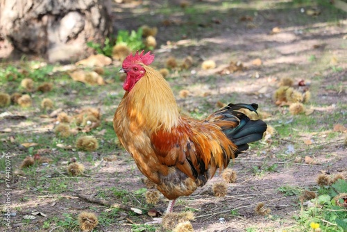 Coq  bankiva