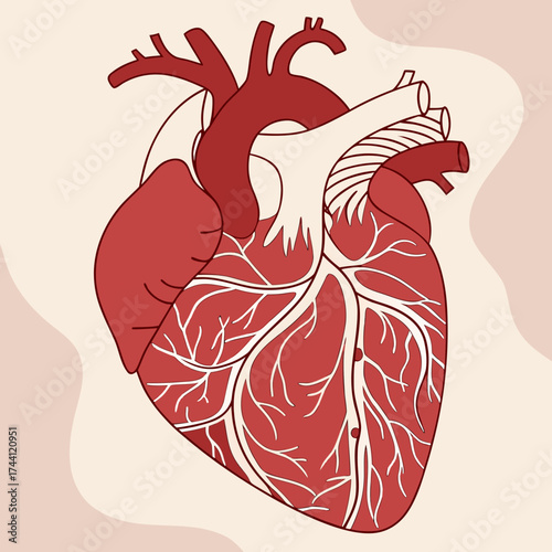 Anatomical heart illustration, a vital organ
