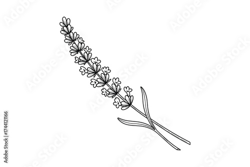 Lavender Sprig Sketch
