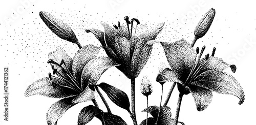 Intricate dotwork stippling art of lilies for botanical decor and design