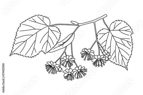 Linden tree branch with blossoms and leaves outline