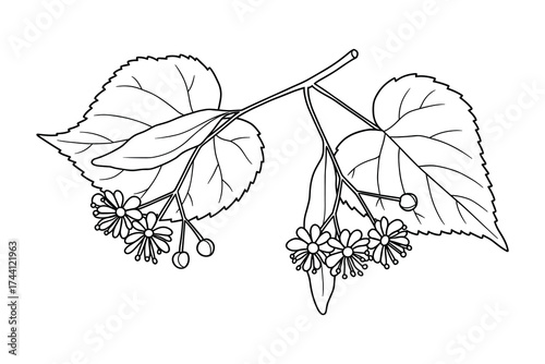 Linden branch with leaves and flowers outline