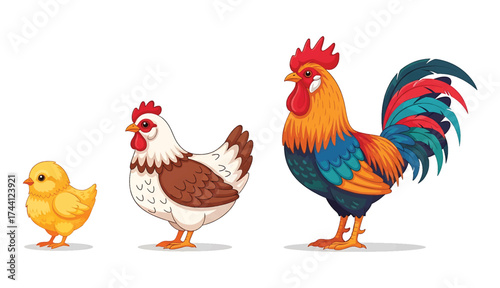 Colorful rooster chicken and chick growing up life cycle stages isolated on white