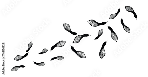 maple seeds flying wind